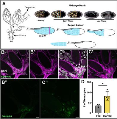 Professional phagocytes are recruited for the clearance of obsolete nonprofessional phagocytes in the Drosophila ovary